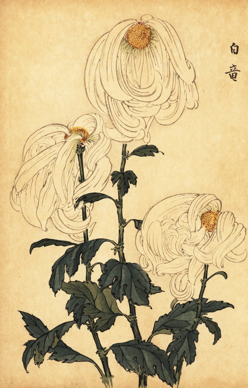 Chrysanthème hybride blanc - Keika Hasegawa