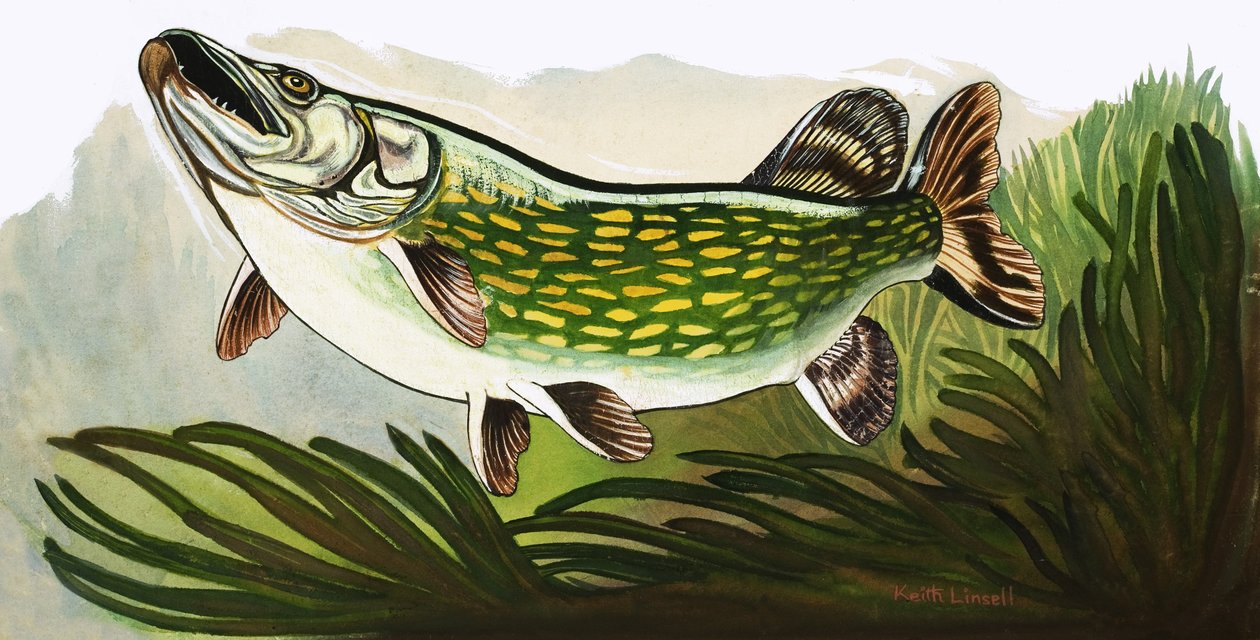 Allons observer les poissons : le brochet - Keith Linsell