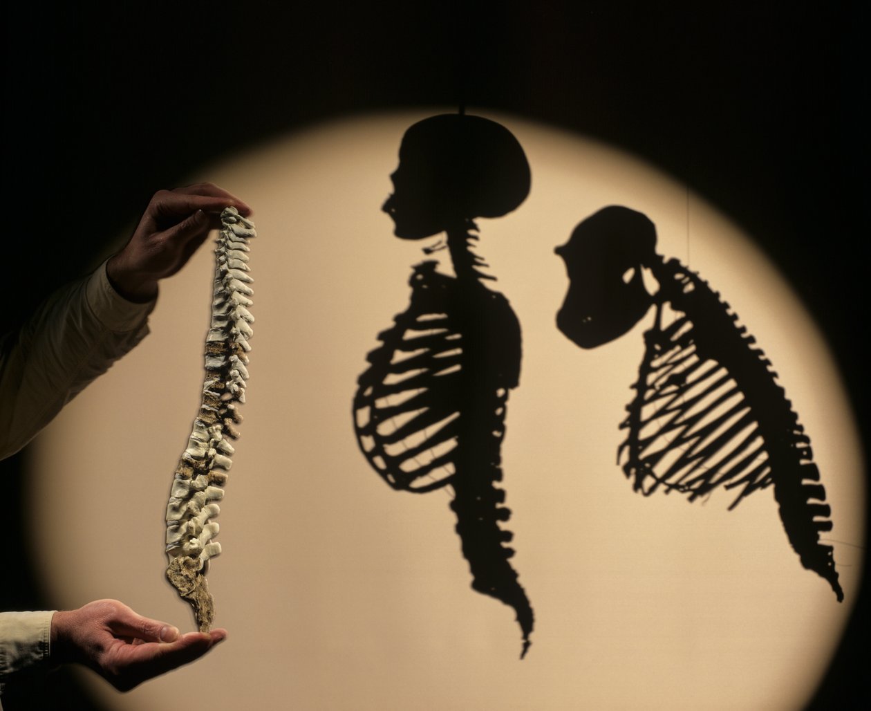 Les premiers pas, reconstruction de la colonne vertébrale, Bruce Latimer, Cleveland Museum of Natural History - Kenneth Garrett