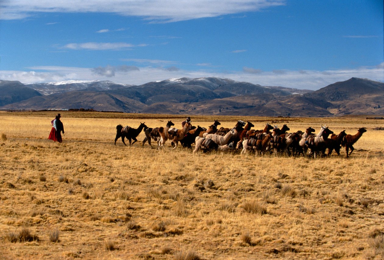 Caravane de sel de lama, Empires du Soleil; Bolivie; peuples autochtones; Andes; Tiwanaku - Kenneth Garrett