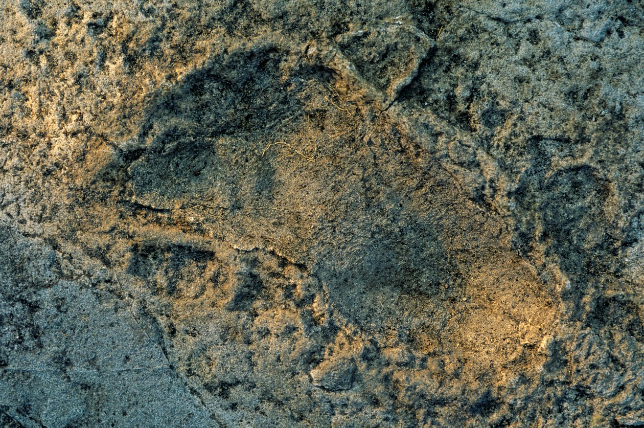 pieds anthropomorphes, traces de Laetoli, DOH; Les Premiers Pas, 3,6 millions d