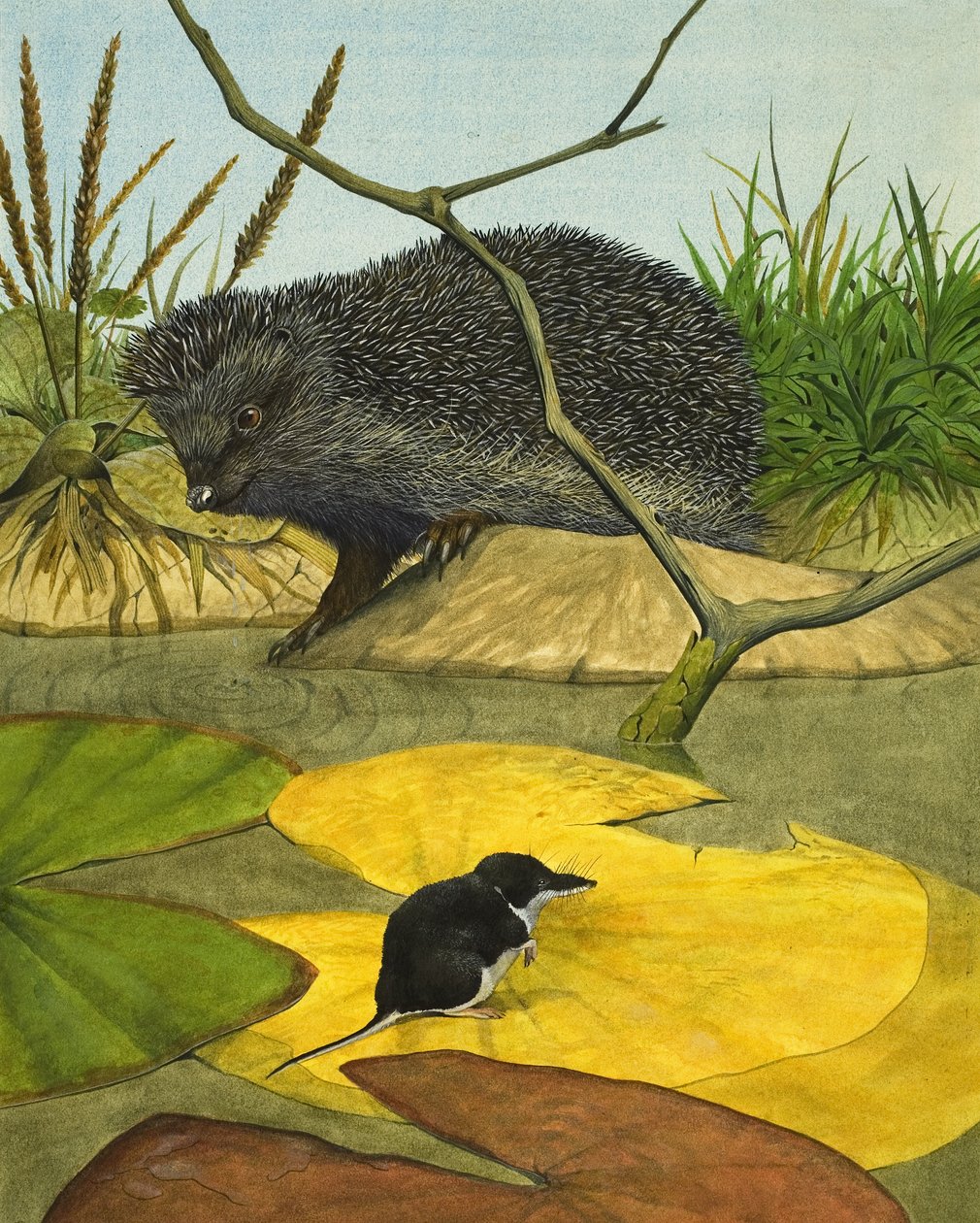 Musaraigne aquatique et hérisson - Kenneth Lilly