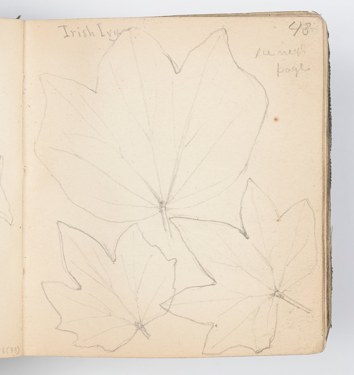 Page de carnet de croquis : Feuilles de lierre irlandais - Kenyon Cox