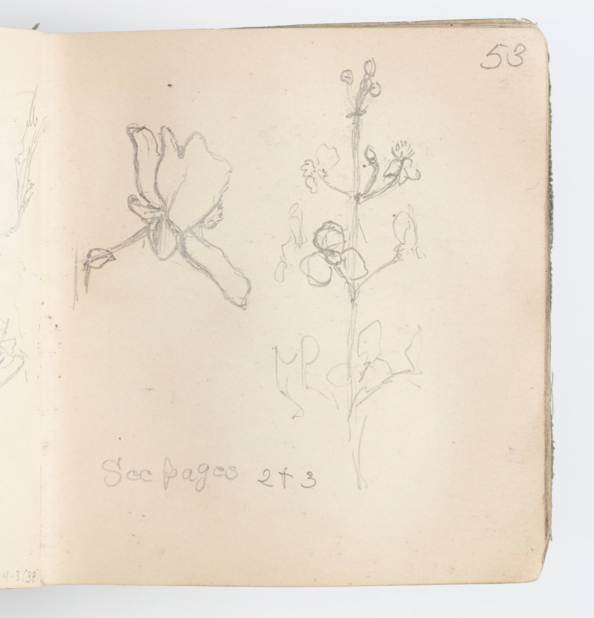 Page de carnet de croquis : Esquisse de fleur - Kenyon Cox