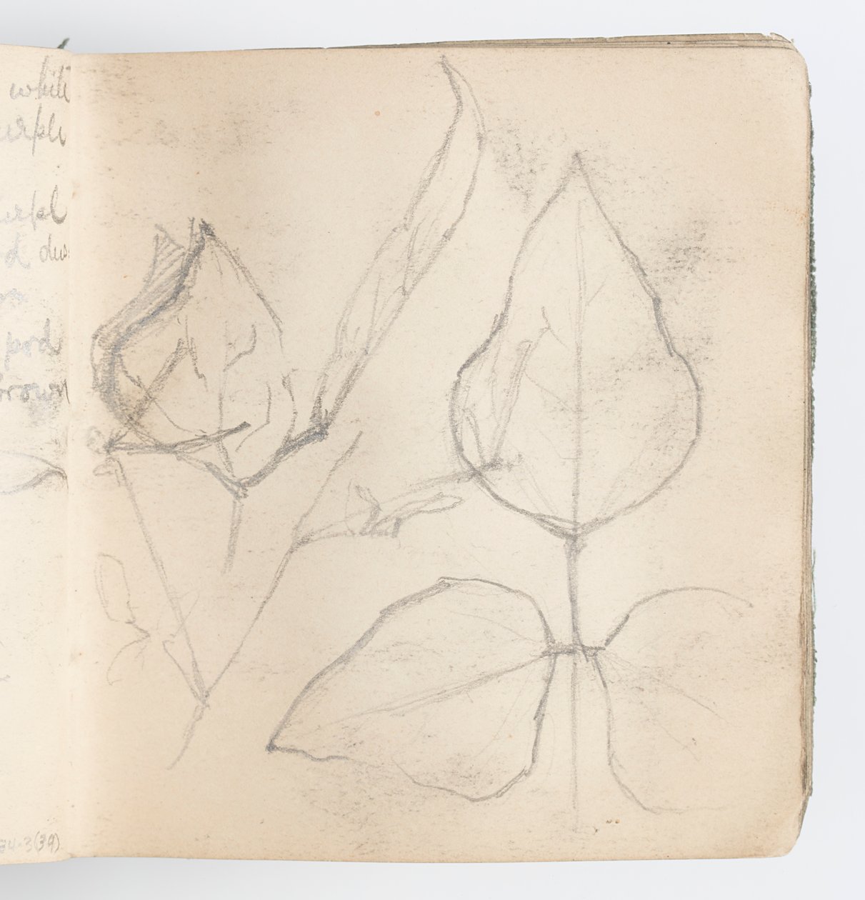 Page de carnet de croquis : Étude de feuilles - Kenyon Cox