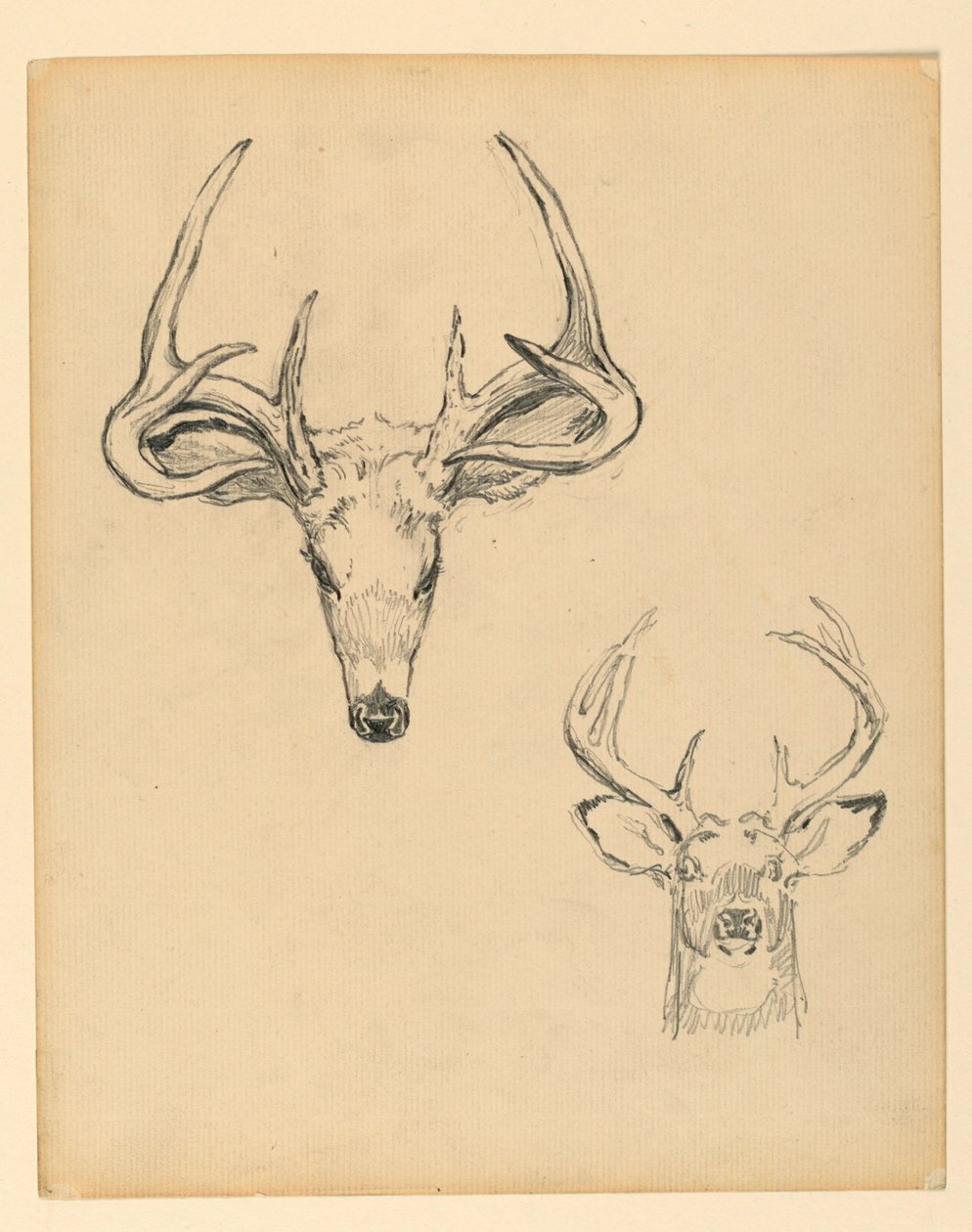 Étude de Tête de Cerf - Kenyon Cox