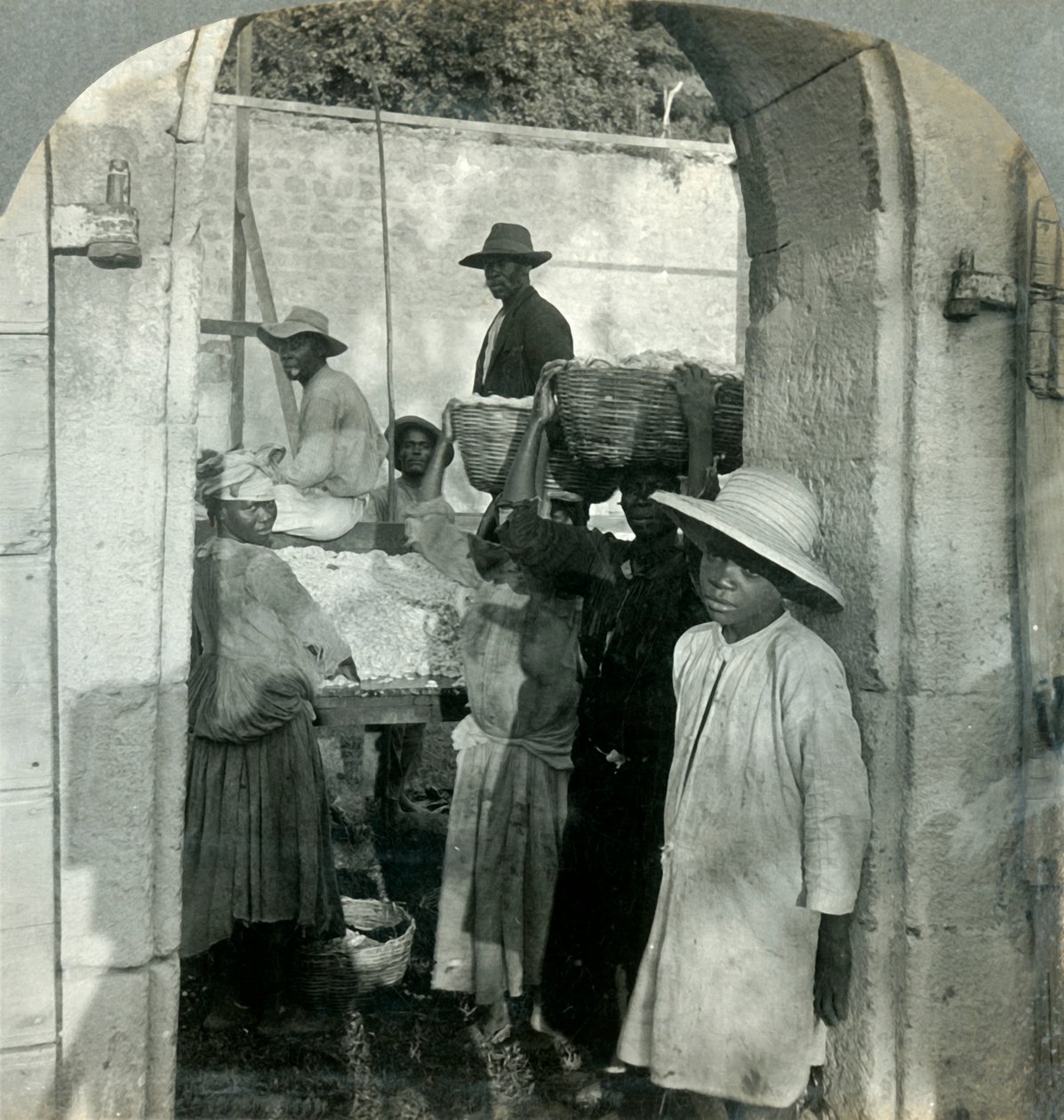Cacao frais des gousses, Dominique, Antilles britanniques, 1893 - Keystone View Company