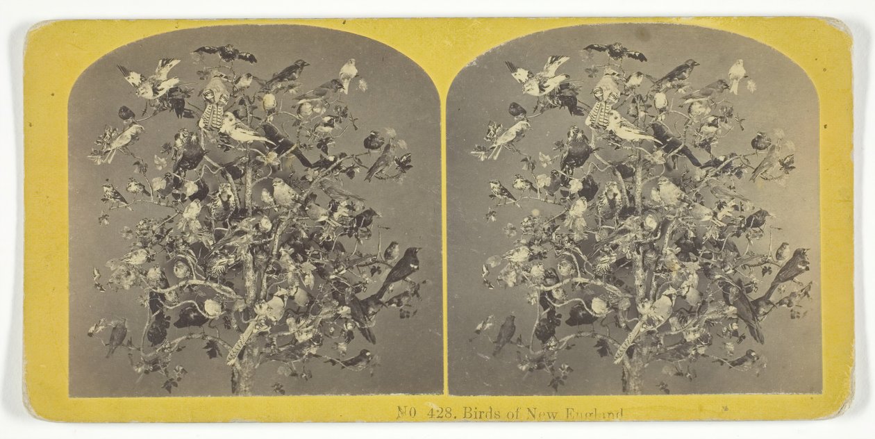 Oiseaux de la Nouvelle-Angleterre, 1855-75. Créateurs : Kilburn Brothers, BW Kilburn - Kilburn Brothers, BW Kilburn