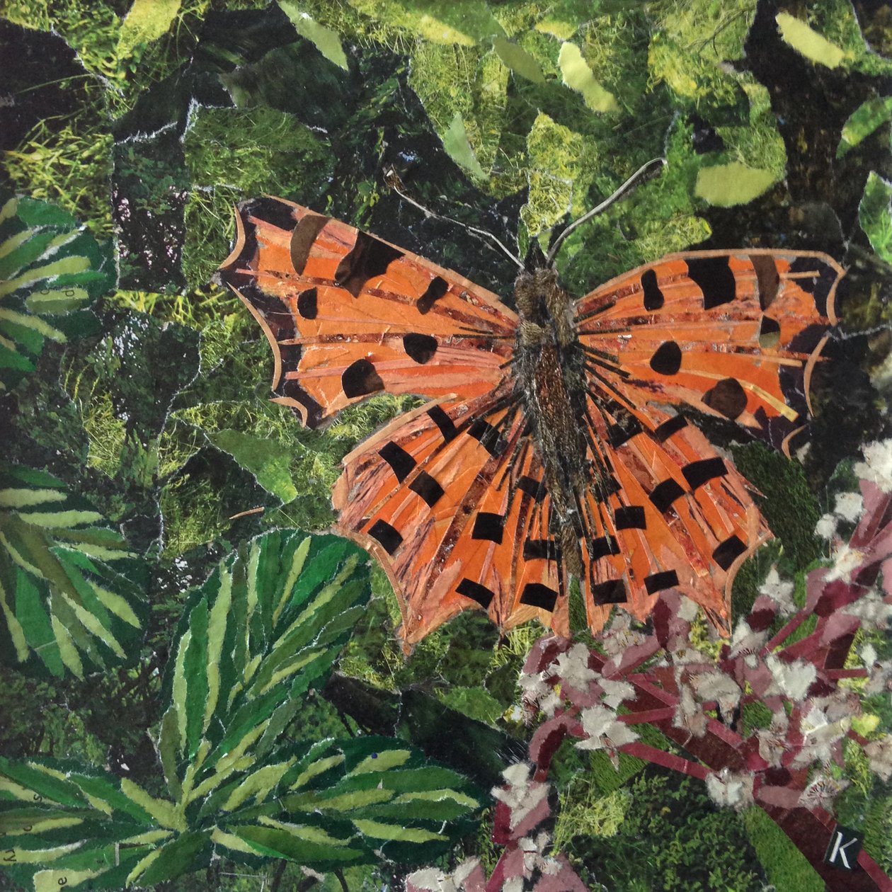 Papillon virgule sur japonica - Kirstie Adamson