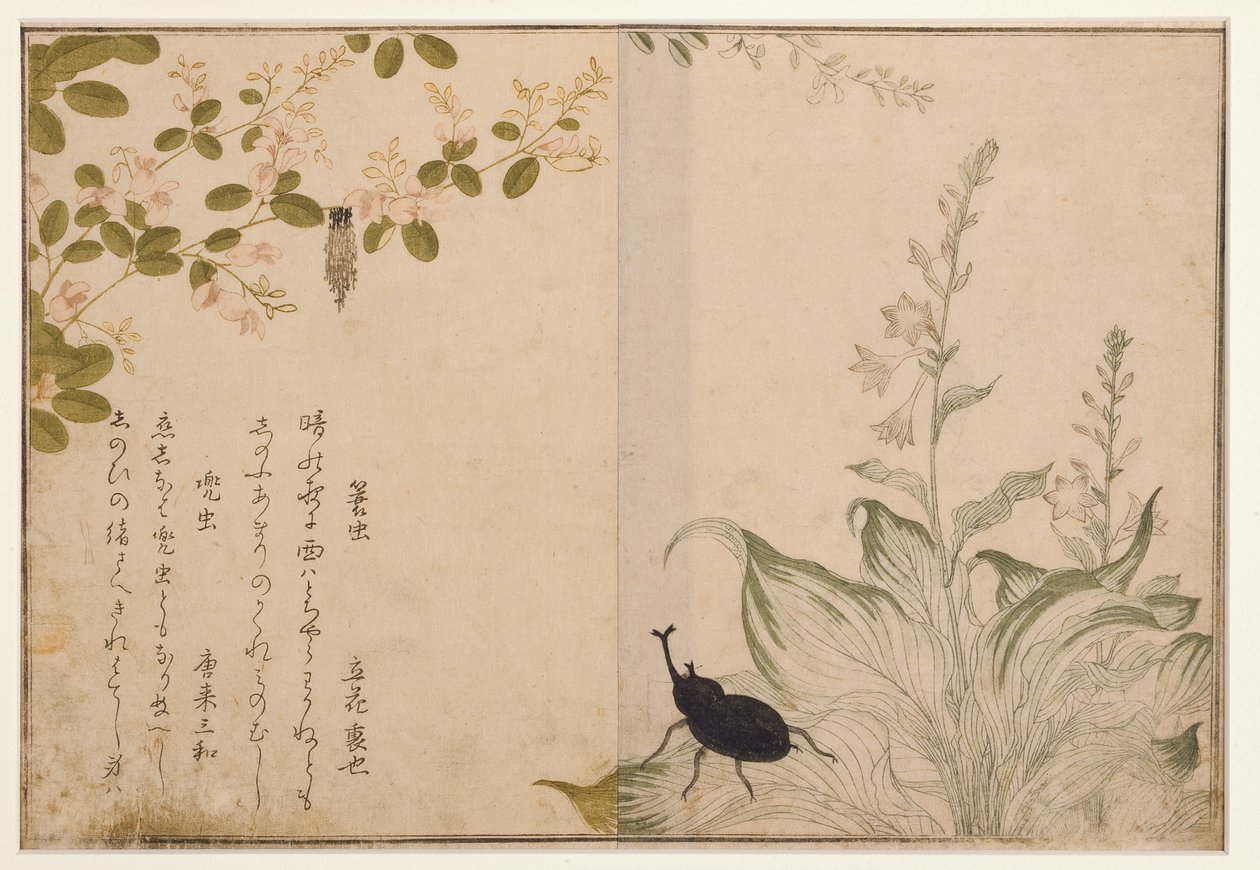 Ver à panier et coléoptère casque, 1788 - Kitagawa Utamaro