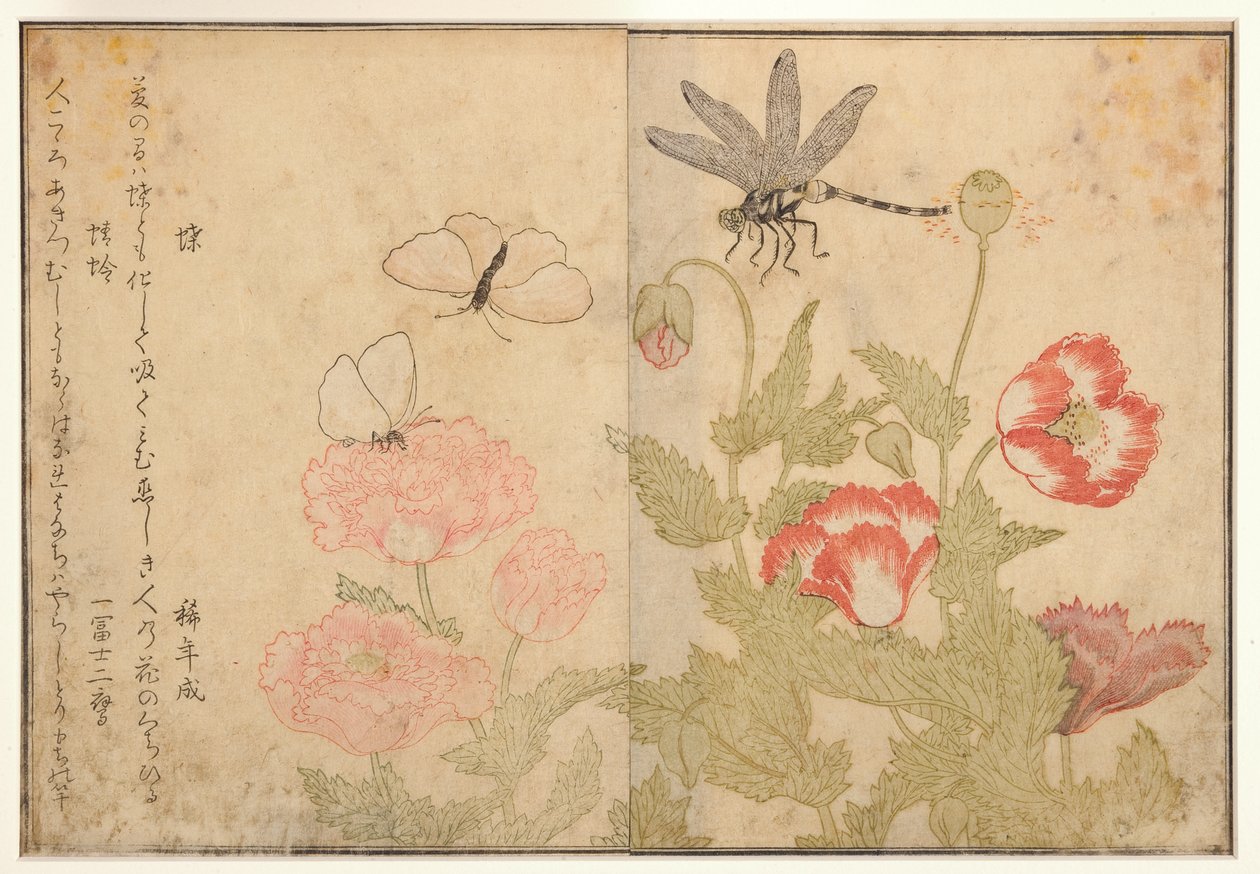 Papillon et libellule, 1788 - Kitagawa Utamaro