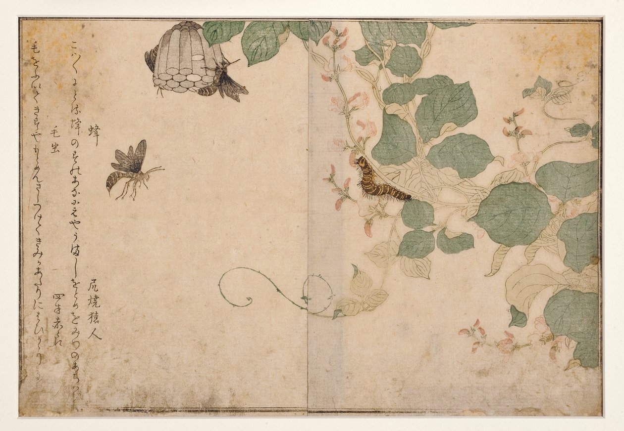 Guêpes et chenille poilue, 1788 (gravure sur bois) - Kitagawa Utamaro