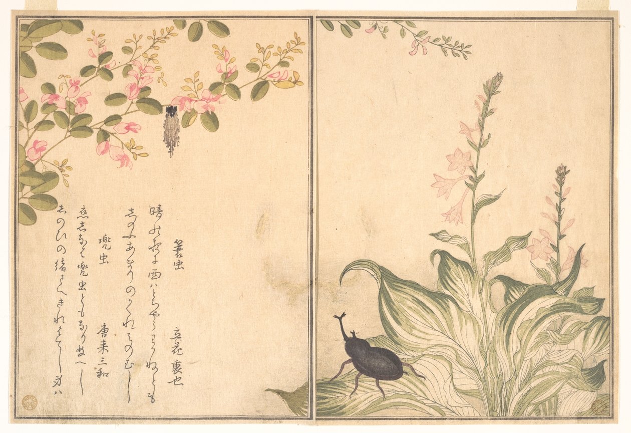 Chenille porte-case (Minomushi) ; scarabée rhinocéros (Kabutomushi), du Livre illustré des créatures rampantes (Ehon mushi erami) - Kitagawa Utamaro