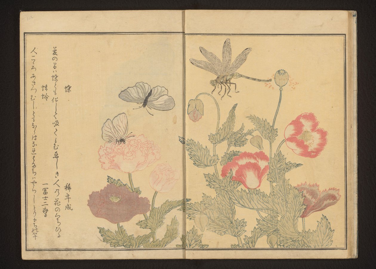 Papillons et libellule près des coquelicots - Kitagawa Utamaro