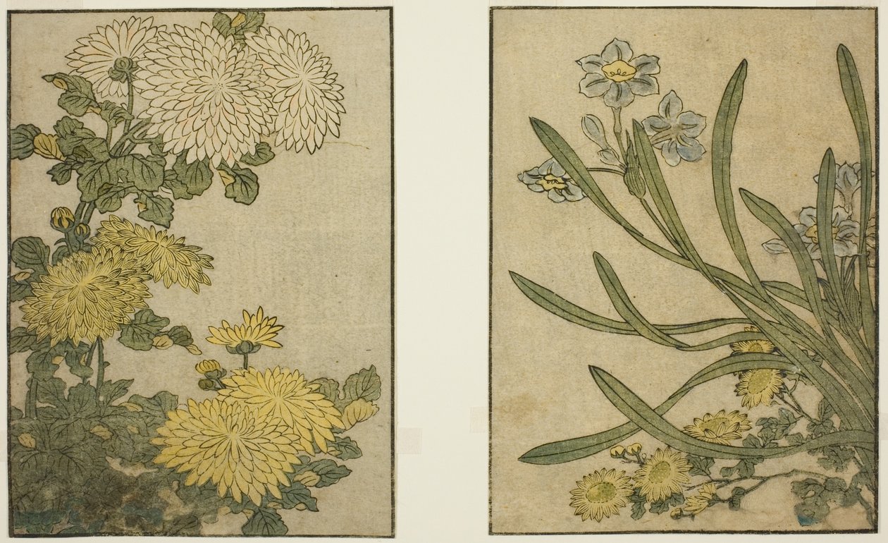 Chrysanthème et Narcisse, du livre illustré "Livre d