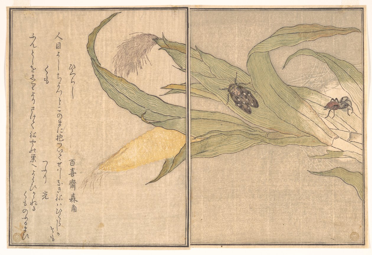 Cigale du soir, Higurashi ; araignée, Kumo, du Livre illustré des créatures rampantes (Ehon mushi erami) - Kitagawa Utamaro