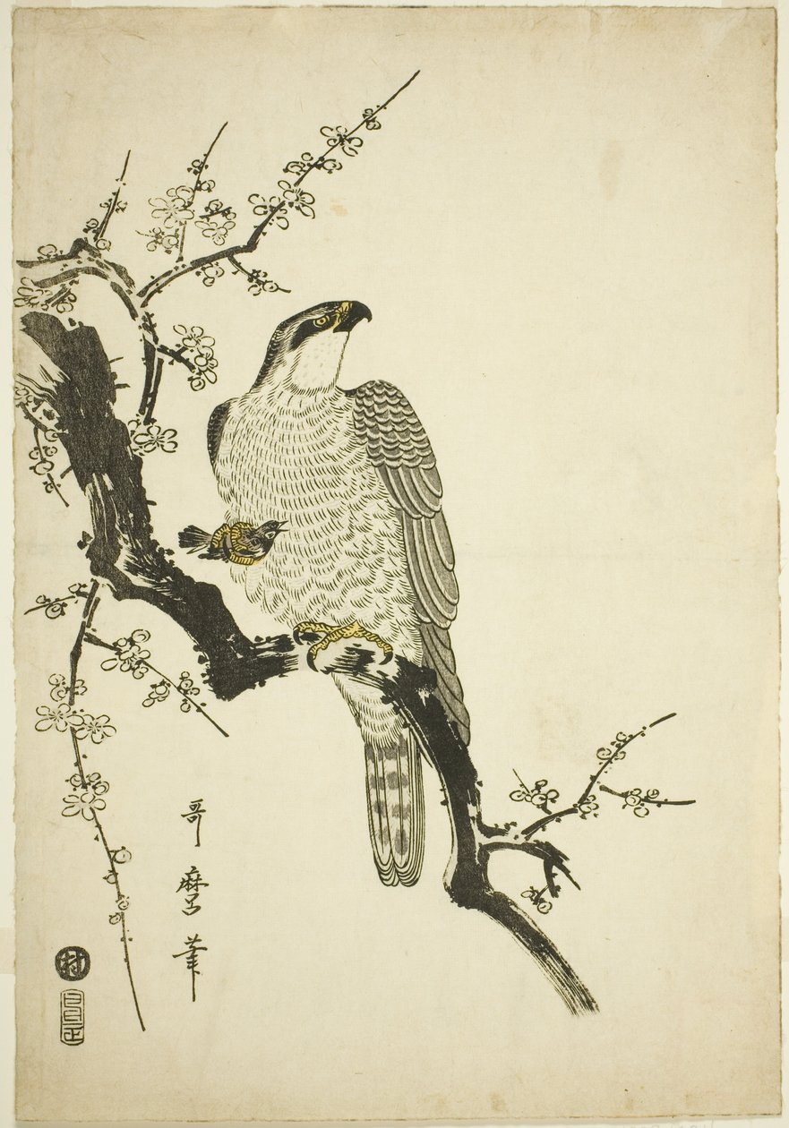 Faucon sur une branche de prunier - Kitagawa Utamaro