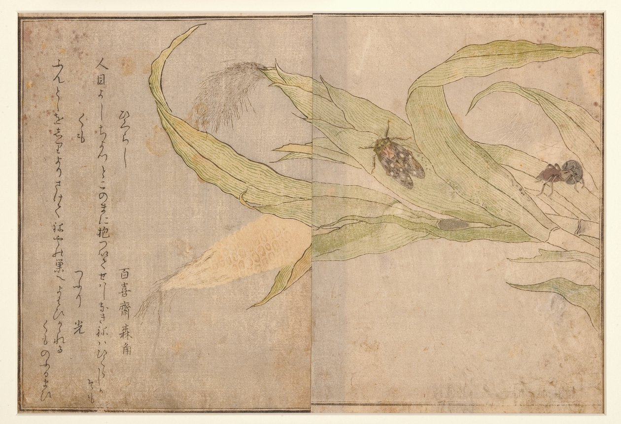 Higurashi et araignée, 1788 - Kitagawa Utamaro