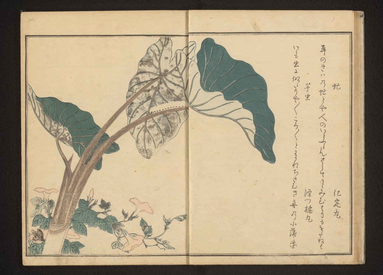Taon sur liseron et chenille sur plante de taro - Kitagawa Utamaro