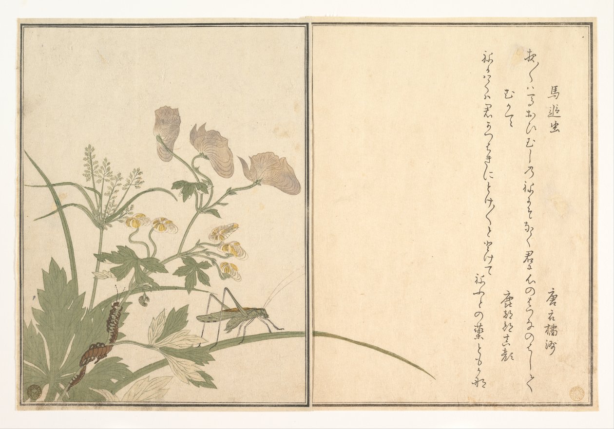La sauterelle (Umaoi-mushi) ; le mille-pattes (Mukade), tirés du livre d