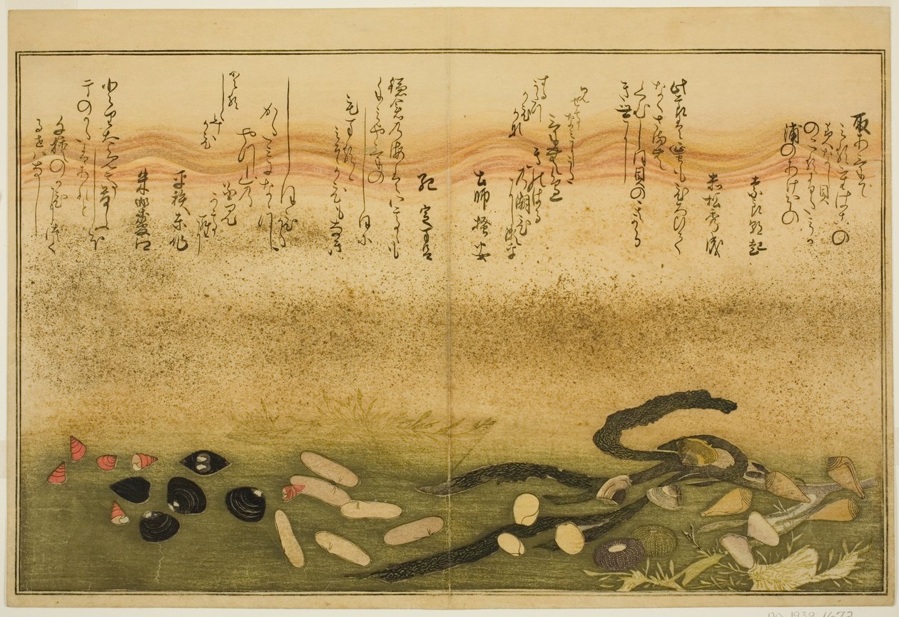 Minashi-gai, shio-gai, katatsu-gai, miso-gai, chijimi-gai, et chigusa-gai, du livre illustré "Cadeaux de la marée descendante (Shiohi no tsuto)" - Kitagawa Utamaro