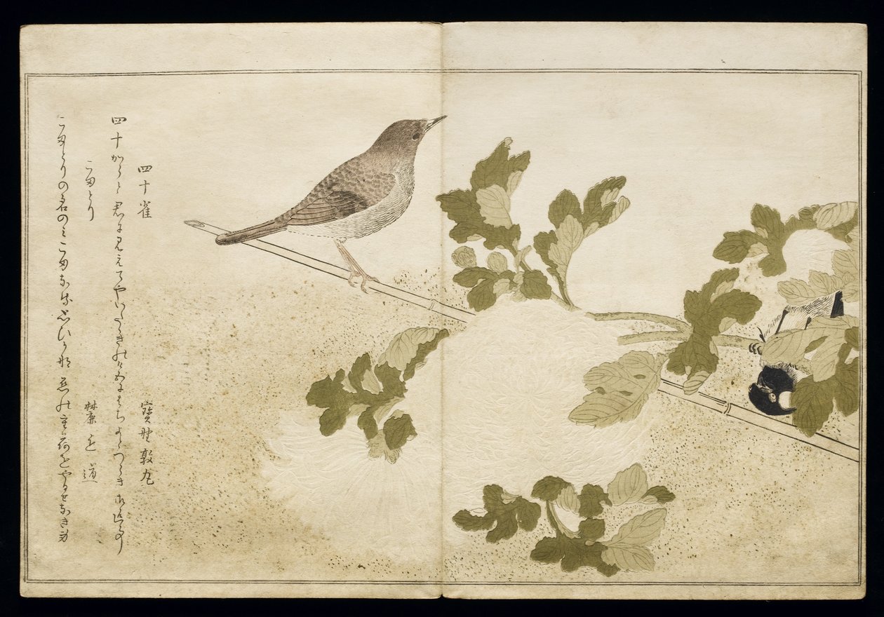 Mésange charbonnière de Mandchourie et un rouge-gorge, tiré d