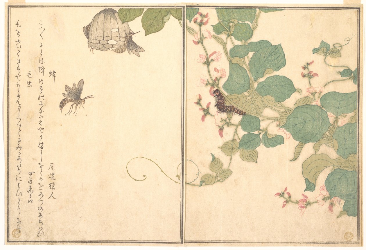 Guêpe poliste (Hachi) ; chenille velue (Kemushi), du Livre illustré des créatures rampantes (Ehon mushi erami) - Kitagawa Utamaro