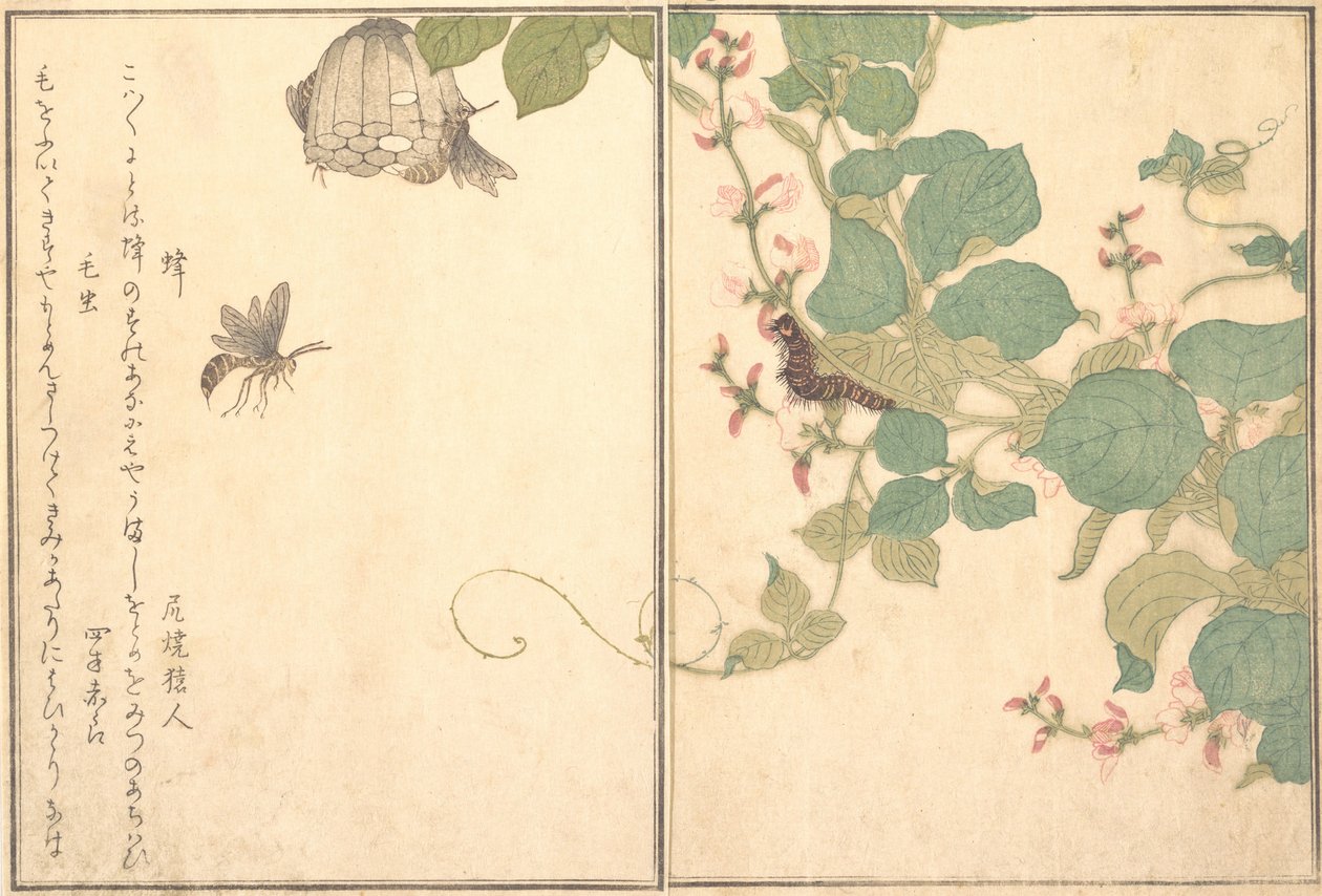 Guêpe de papier Hachi, chenille poilue Kemushi..., 1788 - Kitagawa Utamaro