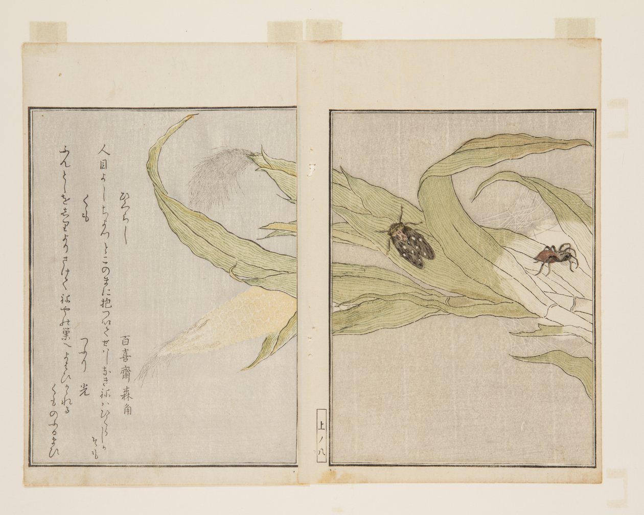 Araignée (Kumo) et cigale du soir (Higurashi) - Kitagawa Utamaro