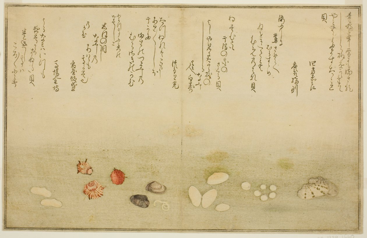 Sudare-gai, hana-gai, sakura-gai, mumeno-gai, nadeshiko-gai, et kinuta-gai, du livre illustré "Cadeaux de la marée descendante (Shiohi no tsuto)" - Kitagawa Utamaro