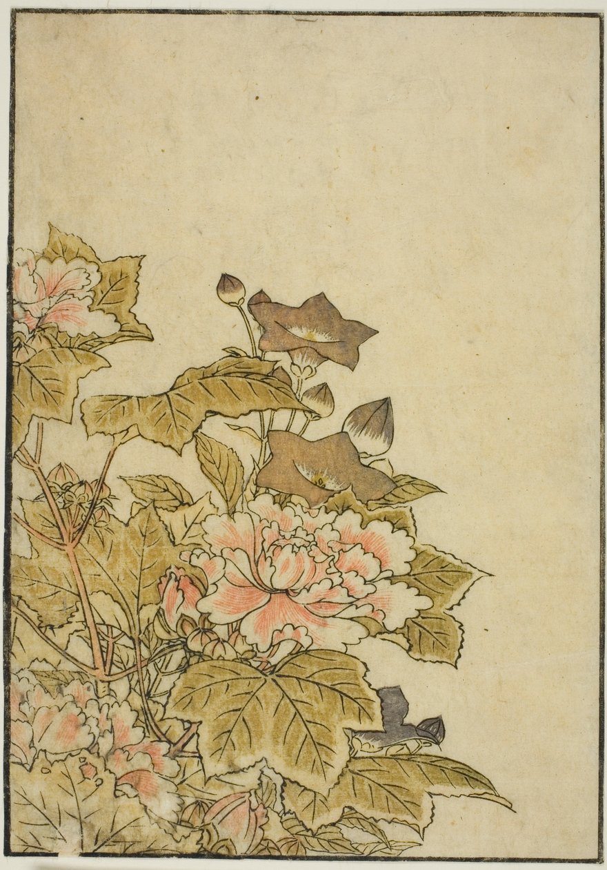 Fleurs d