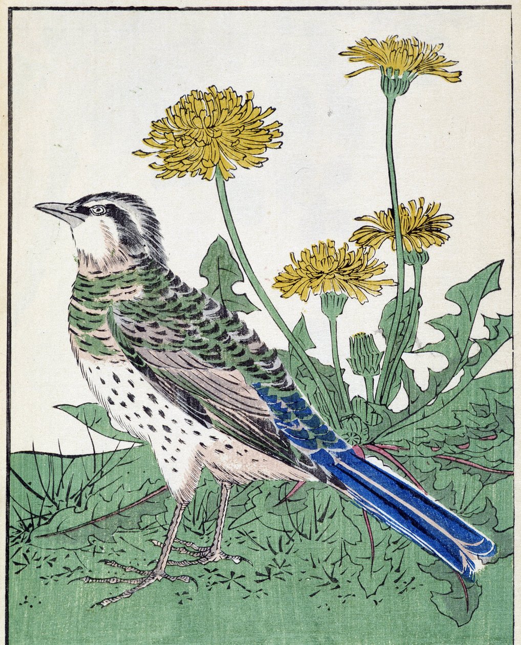 Oiseau. Dessin japonais par Kitao Kosuisai - Kitao Shigemasa