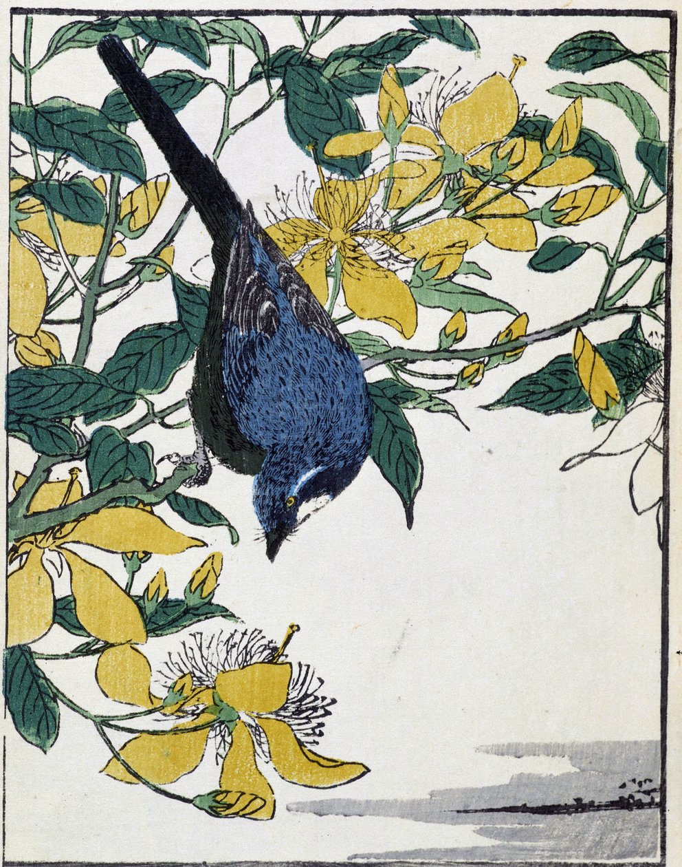 Oiseau sur un arbre. Dessin japonais par Kitao Kosuisai - Kitao Shigemasa