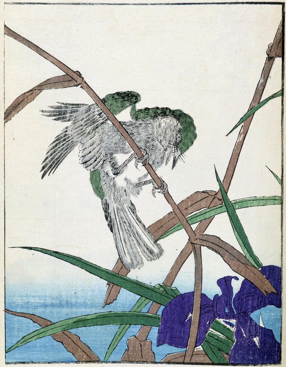 Oiseau sur un arbre. Dessin japonais de Kitao Kosuisai - Kitao Shigemasa
