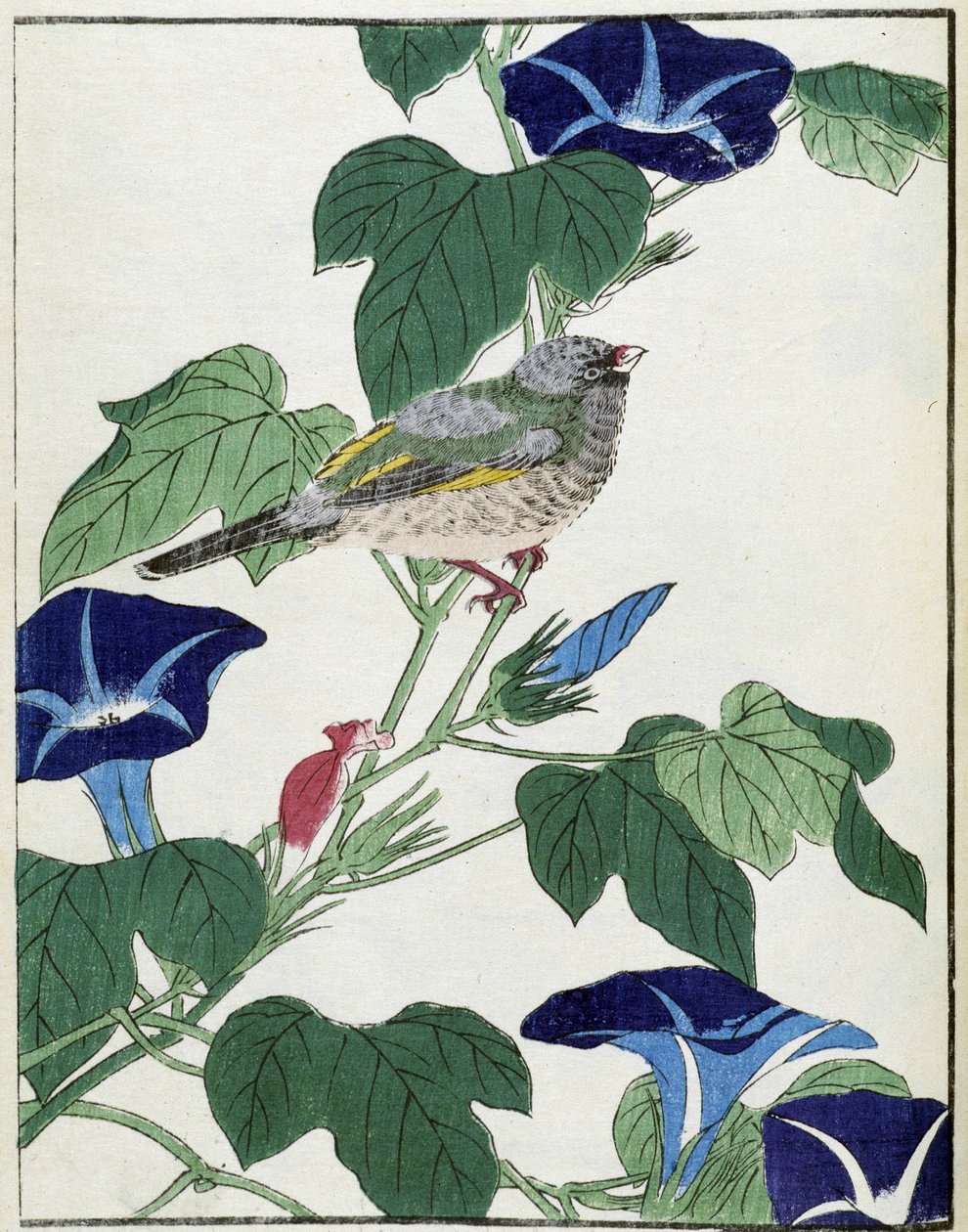 Oiseau sur un arbre. Dessin japonais par Kitao Kosuisai - Kitao Shigemasa