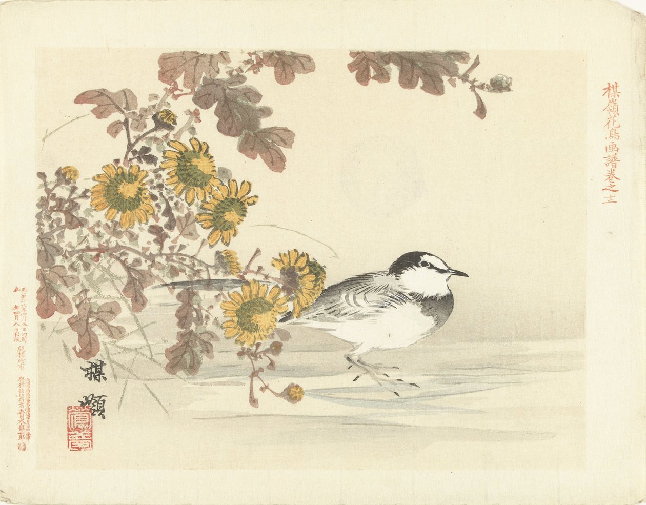 Bergeronnette japonaise (Croquis de fleurs et d