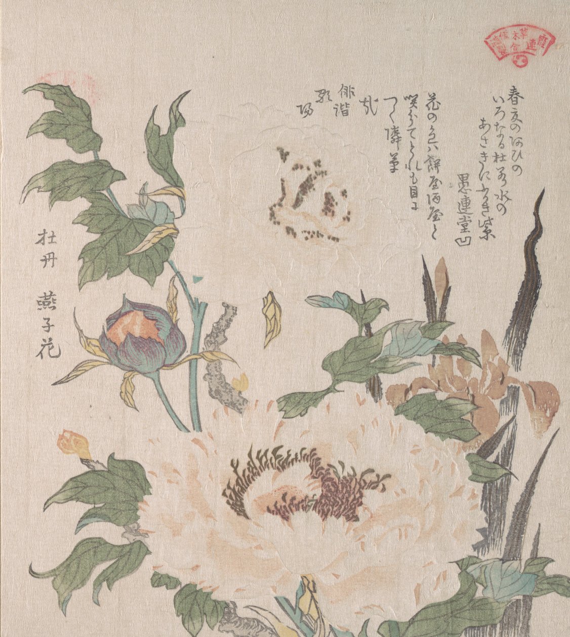 Pivoines et iris, 19ème siècle - Kubo Shunman