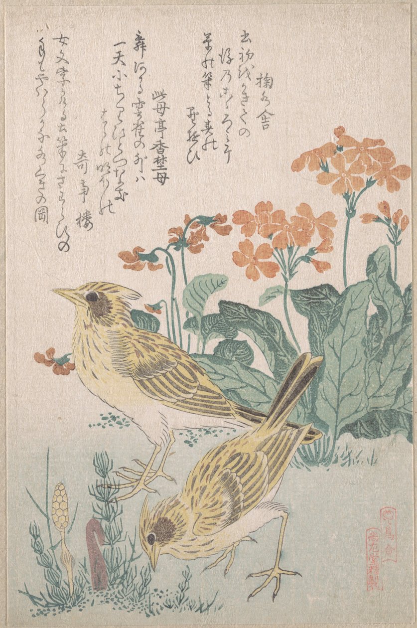 « Alouettes et primevères », tiré de la série « Une multitude d’oiseaux » (Tori awase), extraite de l’album de surimono « Pluie de printemps » (Harusame surimono-jō, vol. 3) - Kubo Shunman