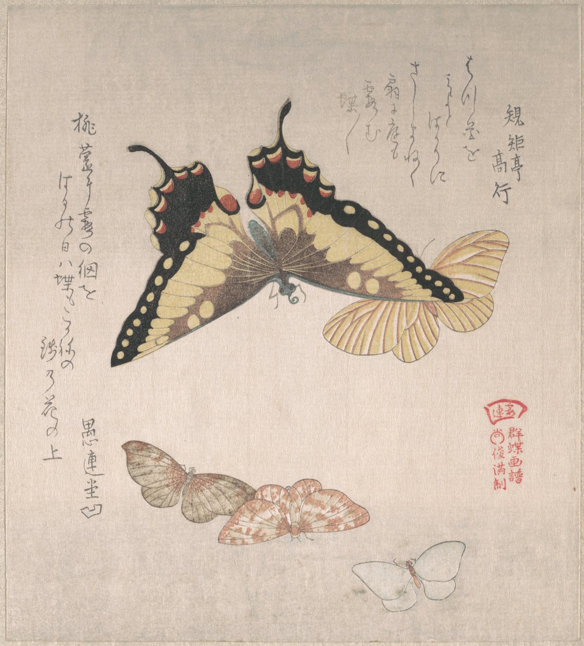 Divers papillons de nuit et papillons diurnes - Kubo Shunman