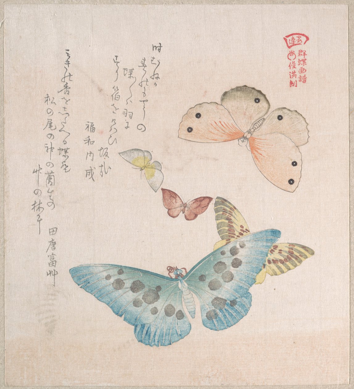 Divers papillons de nuit et papillons diurnes - Kubo Shunman