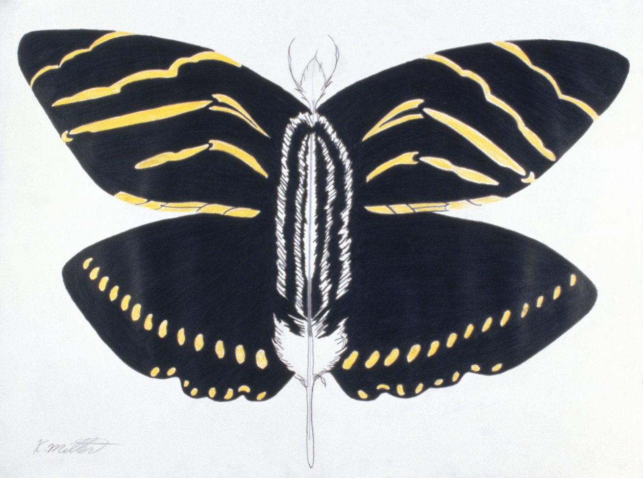 Papillon à plumes, 2004 (crayon de couleur sur papier) - Kurtis L. Miller