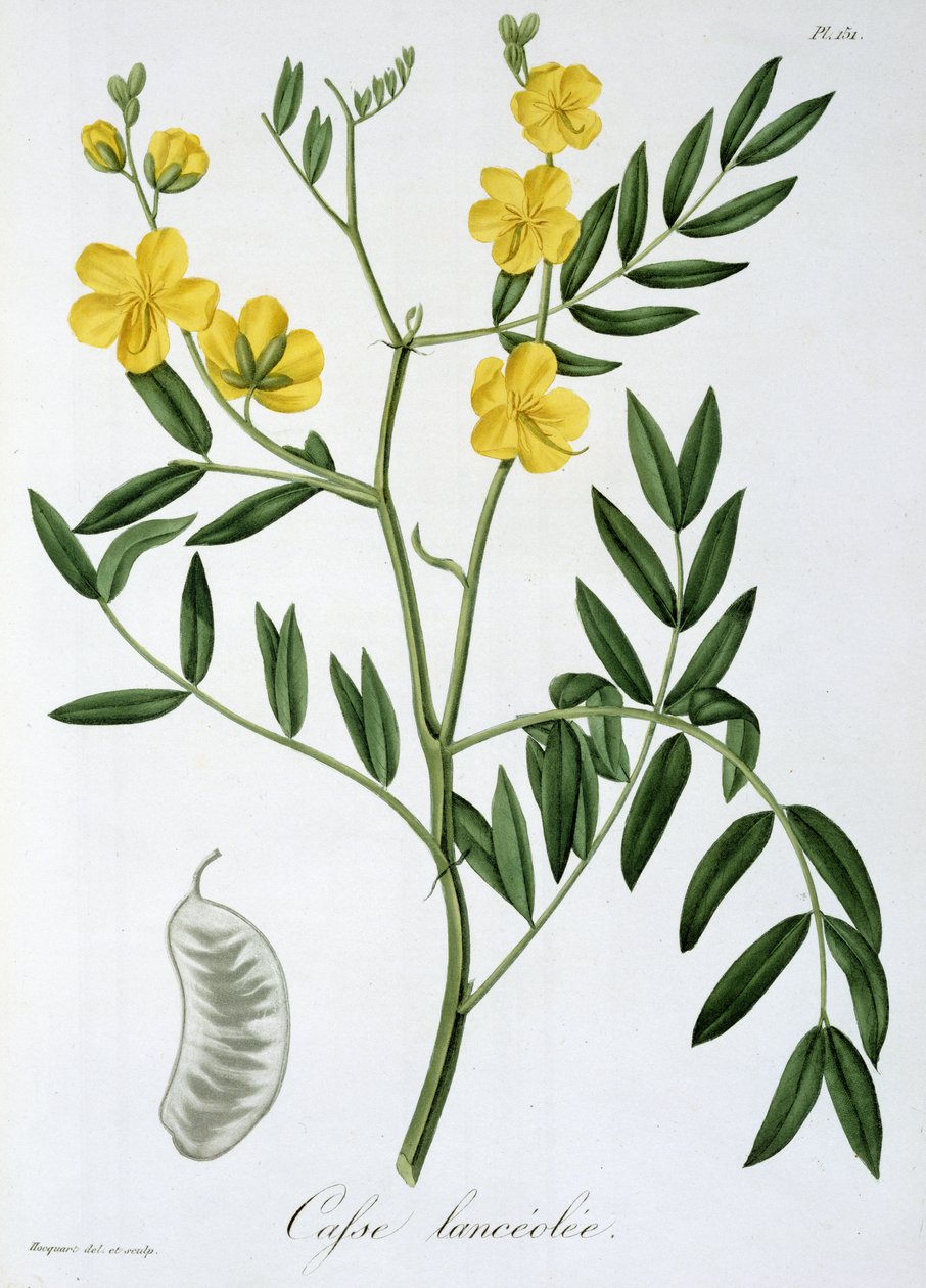 Cassia de 
