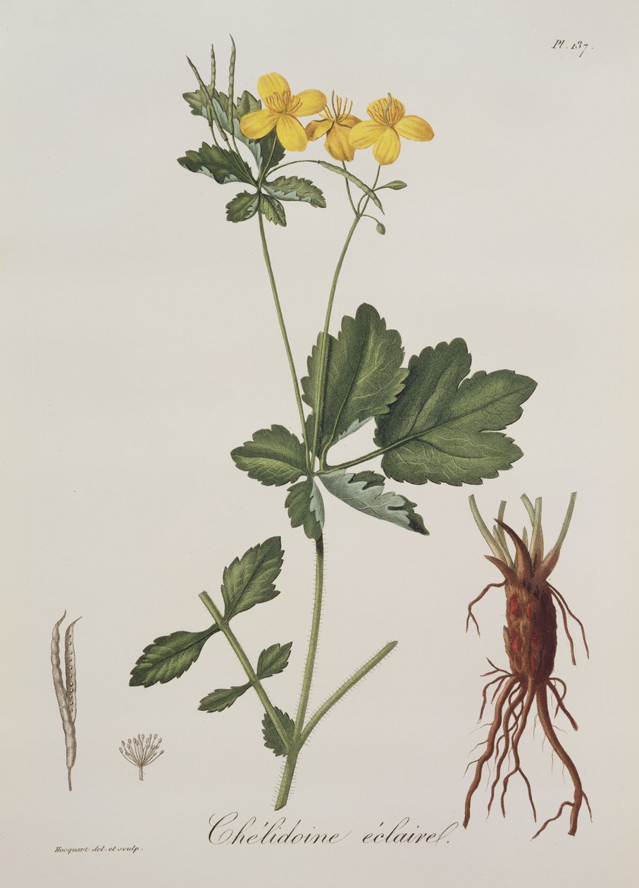Celidonium Majus de Phytographie Médicale par Joseph Roques, publié en 1821 - L.F.J. Hoquart