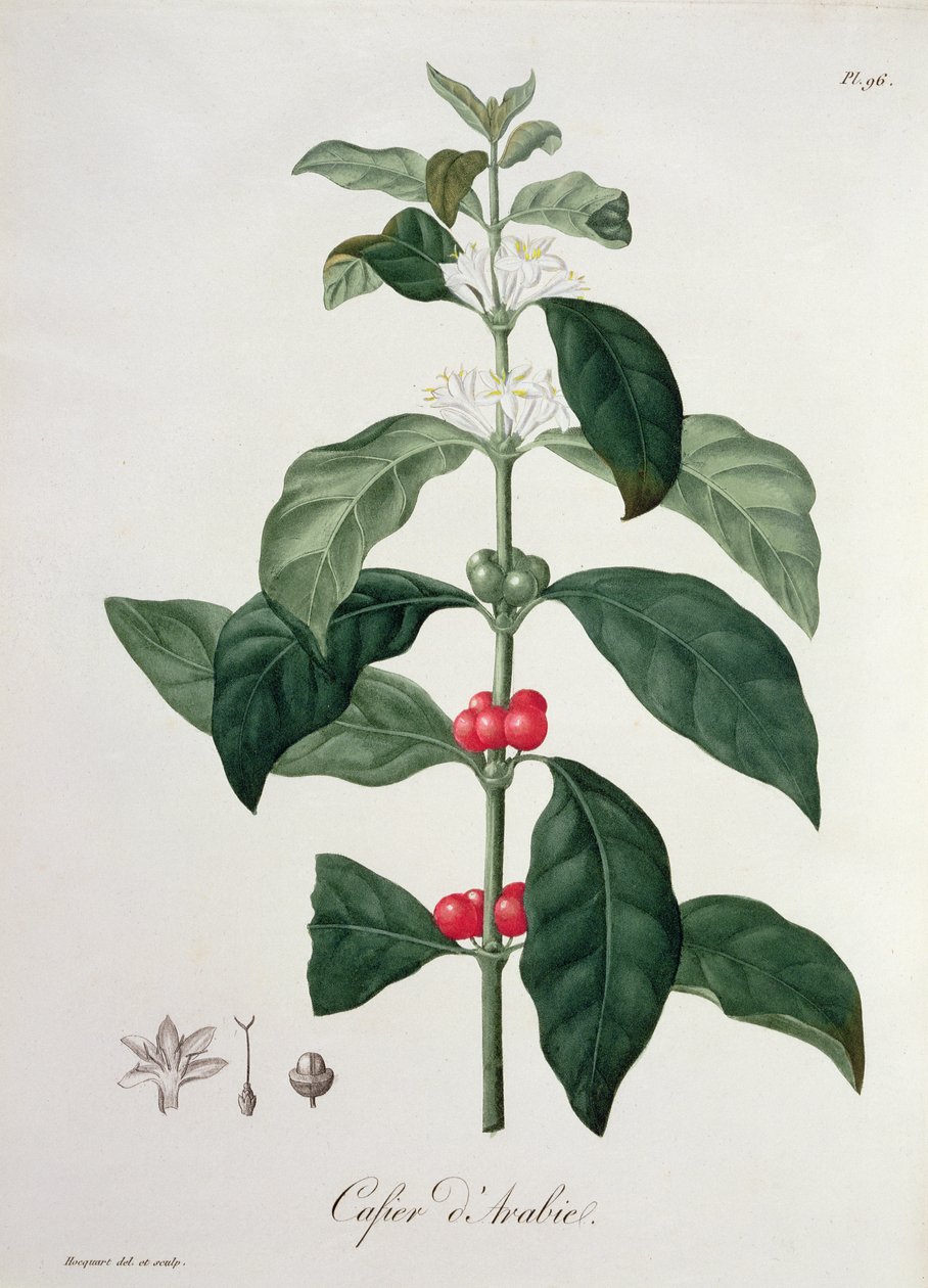 Coffea Arabica de 
