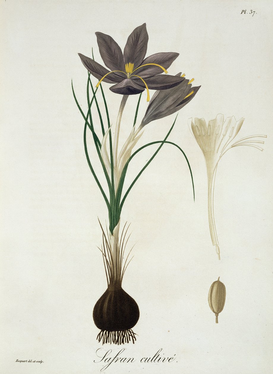 Crocus safran extrait de 
