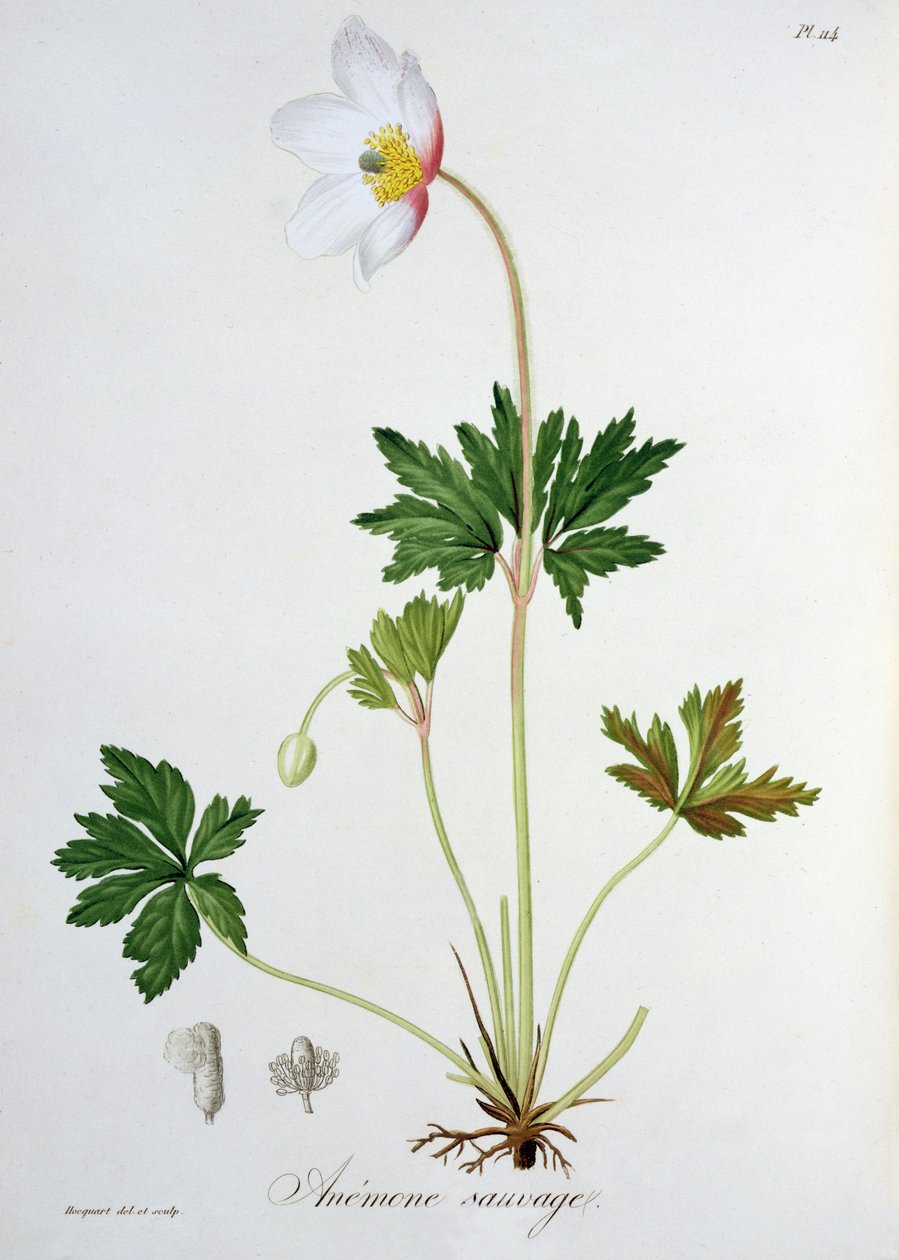 Anémone des bois de 