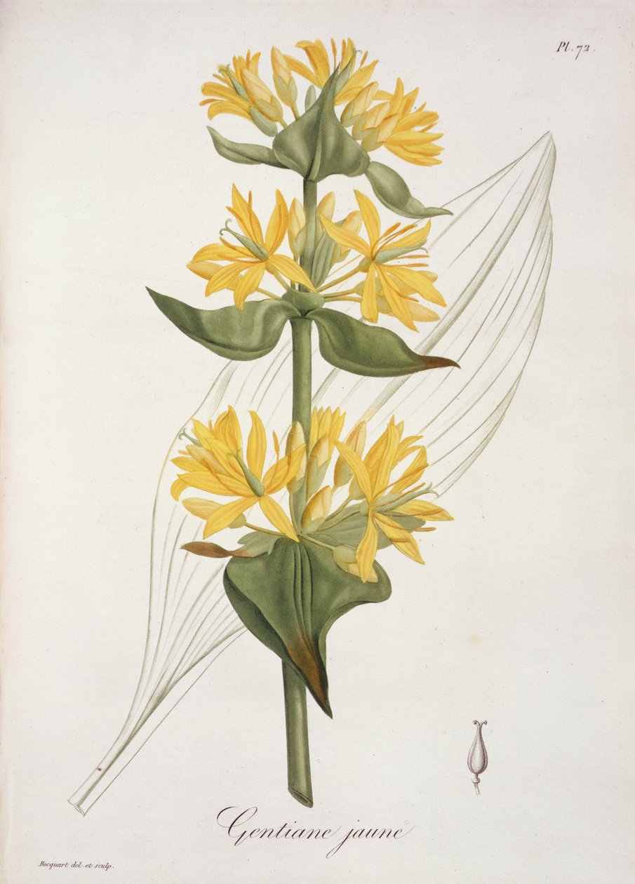 Gentiane jaune de 