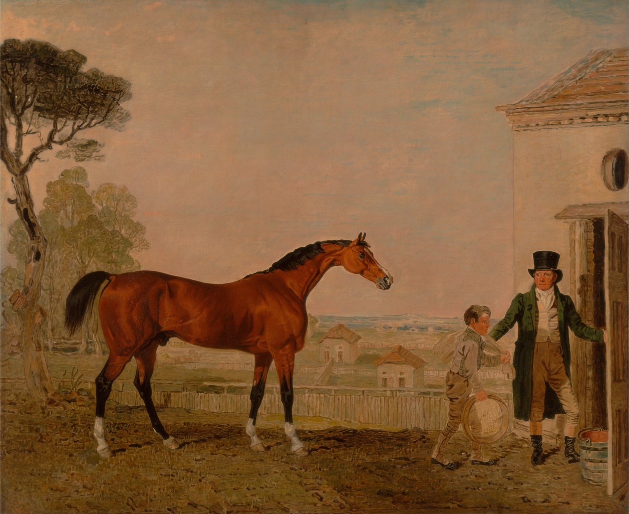 Sultan au haras du marquis d