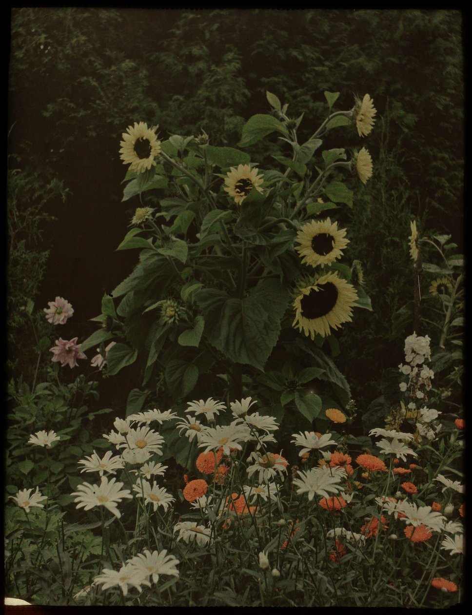 Jardin de la maison Kersbergen, Zeist, avec notamment des tournesols - Lambertus Hendrik van Berk