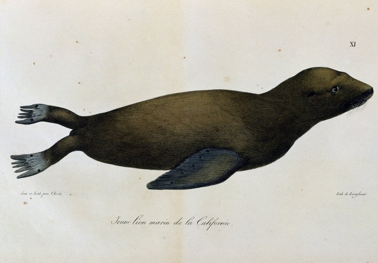 Jeune lion de mer, Californie, de Voyage pittoresque autour du monde - Langlume Langlume